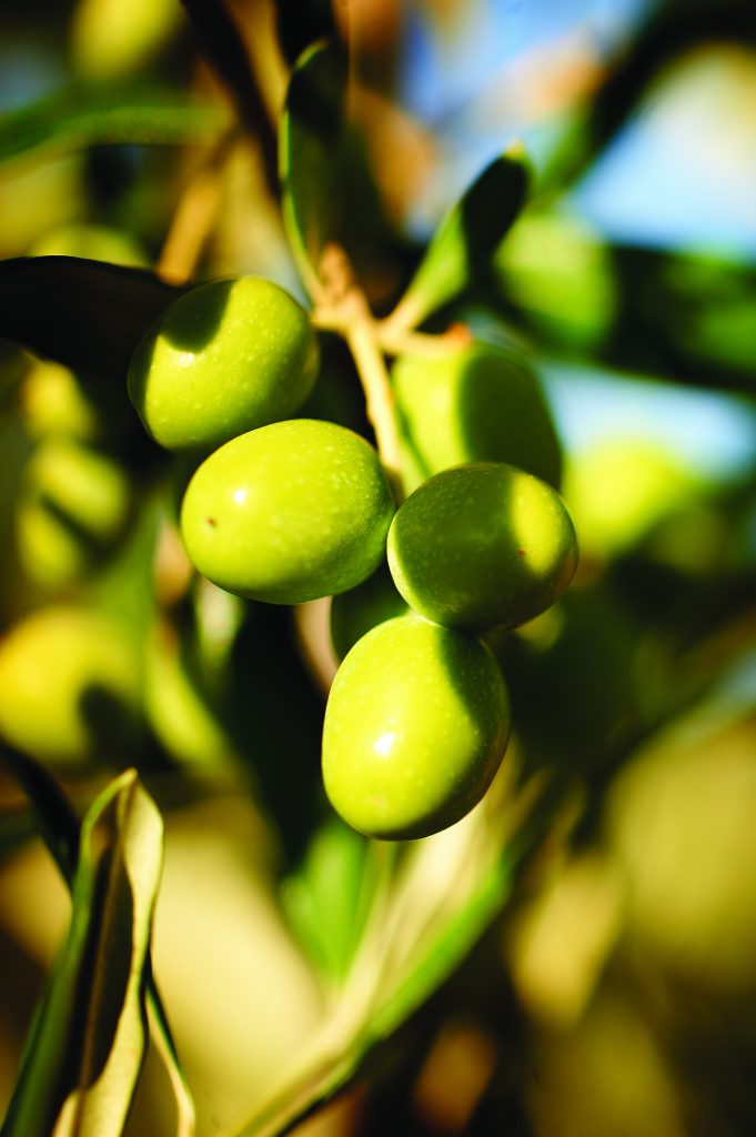 Olive Plant